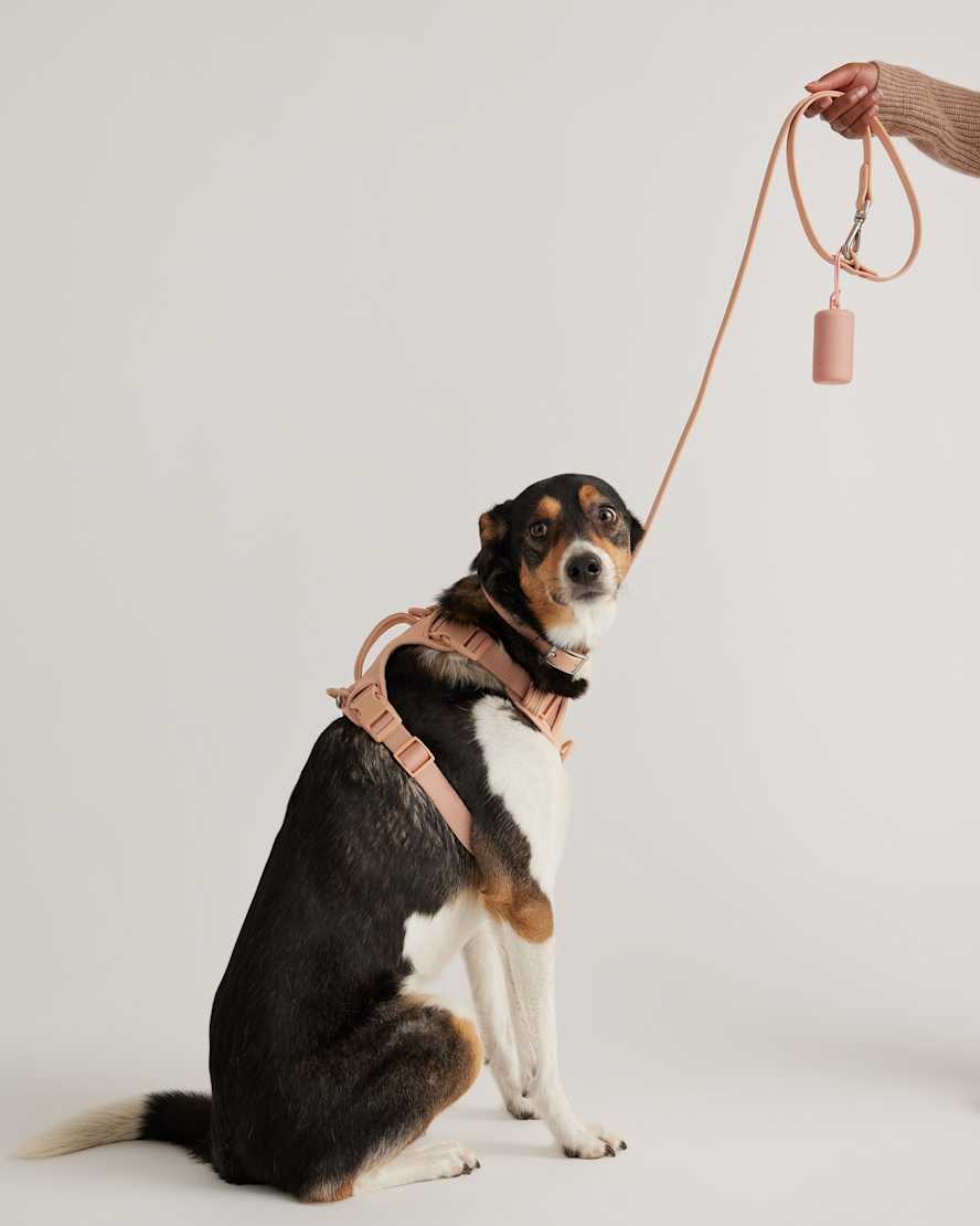 Soft Blush Dog Harness Walk Kit
